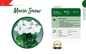 Maria Snow - Corte