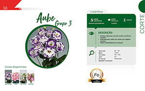 Aube - Grupo 3 - Corte