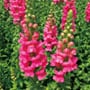 Antirrhinum