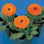 Calendula