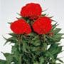 Celosia Cristata