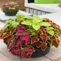 Coleus