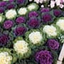 Flowering Kale